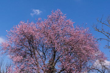 Prunus pendula flower buds