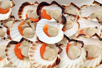 Fresh scallops in the shelf of fishmonger