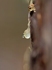 Solid drop of resin from a pine trunk.