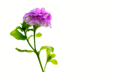 Purple pink petunia flower isolated on white background, close up
