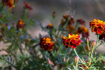 Bright flowers grow in a garden on a summer day, close up photo