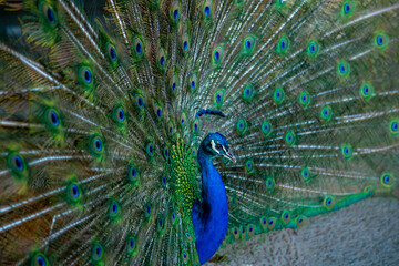 Obraz premium Pavo Real