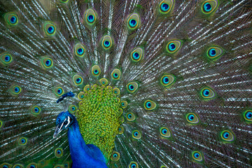 Obraz premium Pavo Real