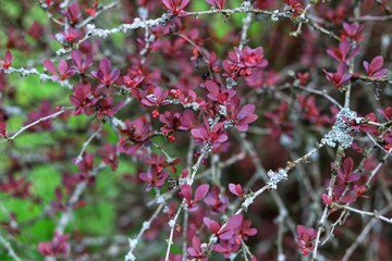 Lichens on barberry bushes. Moss and a lichen on branches.