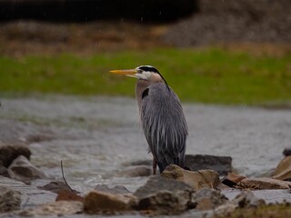 Closeup of a great blue heron perched on a rock in a pond on a gloomy day