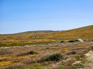 Landscape of colorful wildflowers in Antelope Valley Poppy Preserve, April 2023