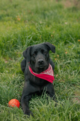 portrait of black labrador with red neckpiece