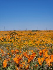 Landscape of colorful wildflowers and California Poppies in Antelope Valley Poppy Preserve, April 2023