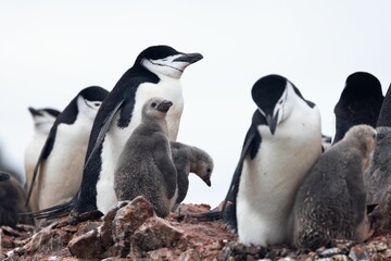 Flock of Chinstrap penguins with their chicks perched atop a rocky outcropping
