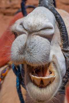Camello en Marruecos, 