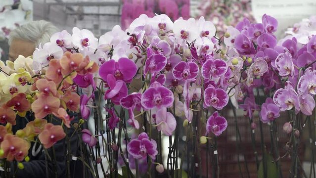Close-up shot of colorful orchids growing outdoors