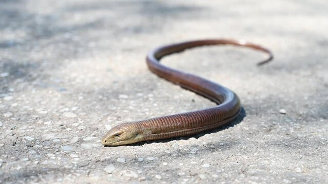 Sheltopusik on the road. European glass lizard in nature. 