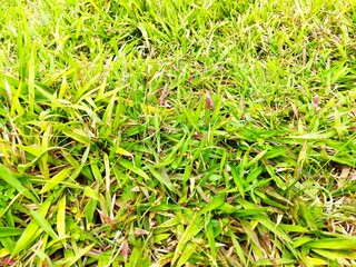 Deep rainforest full green trees at tropical place