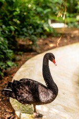 Graceful black swan is perched atop a cluster of smooth stones near a serene body of water