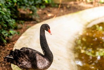 Graceful black swan is perched atop a cluster of smooth stones near a serene body of water