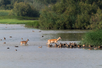 Dainas en la natura © jordirenart