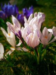 crocus shoots bloom in the rays of the spring sun, foreshadowing spring. The first flowers. early spring shoots, the concept of clean land. spring mood. selective focus, bokeh. copy space