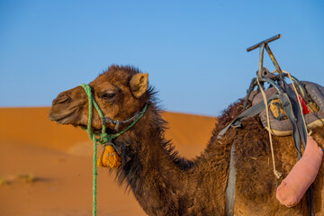 Postales de Marruecos, Merzuoga, Desierto Sahara, Africa