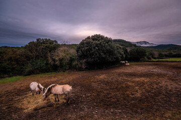 Natura © jordirenart