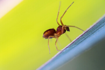 Insecto en su mundo