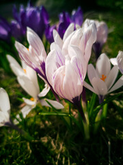 young crocus flowers bloom in the rays of the spring sun, messengers of spring. The first flowers. early spring shoots, the concept of clean land. spring mood. selective focus, bokeh. copy space