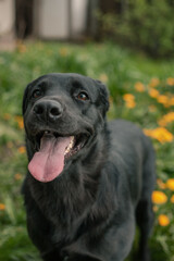 portrait of black labrador on dandelion's field 