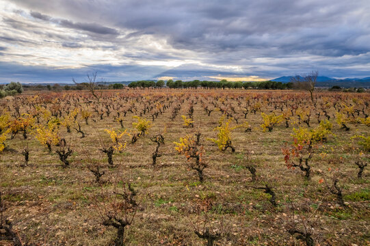 Vi&ntilde;a o vi&ntilde;edo