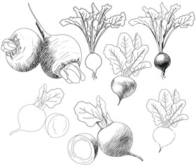 hand drawing doodle beet. Outline beetroot in vector. For menus, color book, cutting on vinil and other