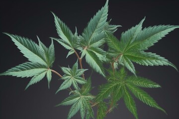 Naklejka na ściany i meble Green cannabis leaves. Growing medical marijuana. 3D file PNG. Generative AI