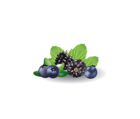 Blueberry and blackberry. vector illustration