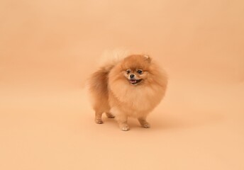 Small orange Pomeranian dog against a tan-colored background.