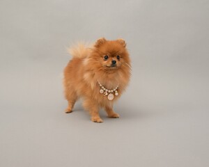 Small orange Pomeranian dog with a necklace against a grey background.