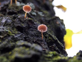 small mushrooms on tree bark