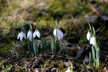 white snowdrop flower in the meadow