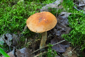 Brownish orange mushroom among green fluffy moss in a forest in late summer