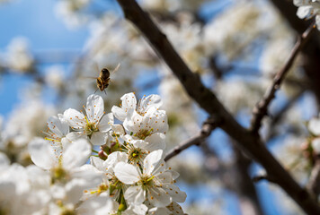 Flying bee near white flowers on a cherry tree