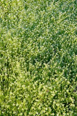 Focus on the grass on the back and blur the grass on the front for the background, Close-up on a green lawn, green grass texture background. A close-up shot focusing on the flowers of the grass.