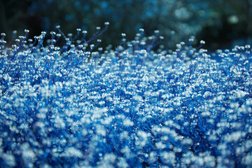Close-up on a lawn, grass texture background. A close-up shot focusing on the flowers of the grass.	