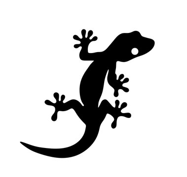 Vector isolated one single gecko lizard with paws top view colorless black and white outline silhouette shadow shape	