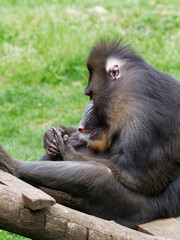 Singe Mandriil qui regarde sa main et ses doigts