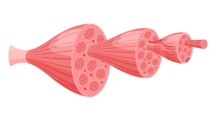 筋肉の構造のイラスト