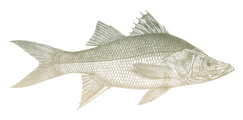 Fat snook centropomus parallelus, marine fish from Atlantic Ocean