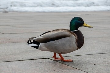 Mallard duck strolling along a paved street.