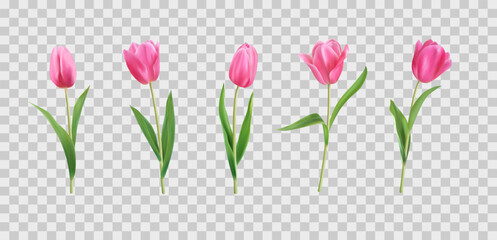 Realistic tulip flowers, plant bouquet. Pink spring bunch, nature wedding set of buds, floral leaf. Decorative objects isolated on transparent background. Vector neoteric 3d illustration
