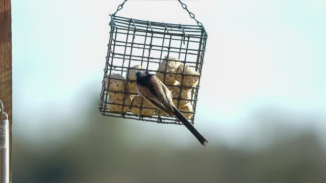 Shallow focus of a long-tailed tit (Aegithalos caudatus) eating from a fat ball on a bird feeding