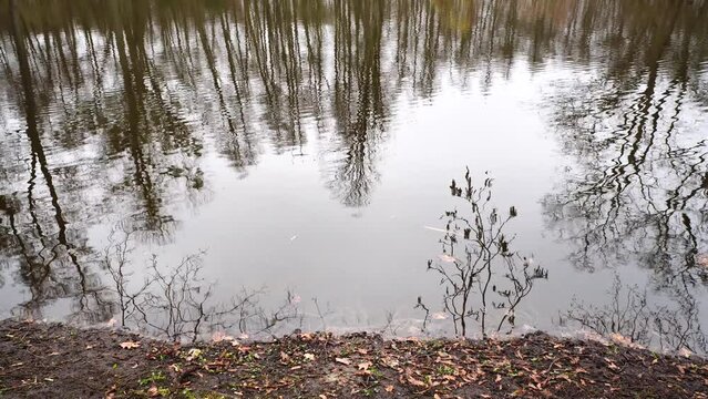 Beautiful windy lake reflecting forest trees by autumn leaves coast in the park