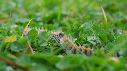 plusieurs chenilles (chenille) processionnaires (processionnaire) du pin dans de l'herbe verte (gazon vert) en troupeau en gros plan (macro) - (thaumetopoea pityocampa)