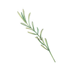 A branch with lavender leaves on a white background. Watercolor illustration of Provencal herbs. French style. Collection Provencal bouquet. Suitable for invitations, postcards, weddings, holidays.