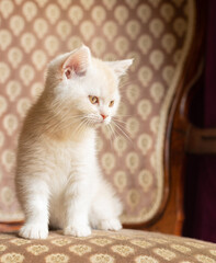 Fototapeta na wymiar Cream colored British Shorthair kitten sitting on a chair