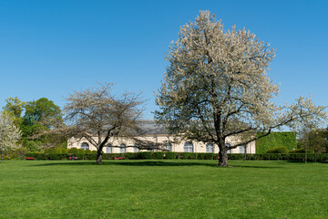 Plakat Cherry tree with white flowers in full bloom on a sunny spring day. Shot in public Departemental Parc de Sceaux, orangerie in the background - Hauts-de-Seine, France.